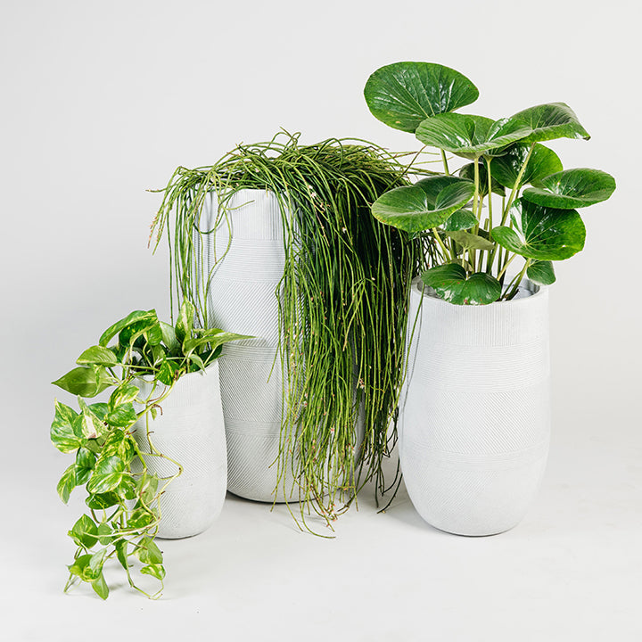 Pots & Planters Sydney Plant Co