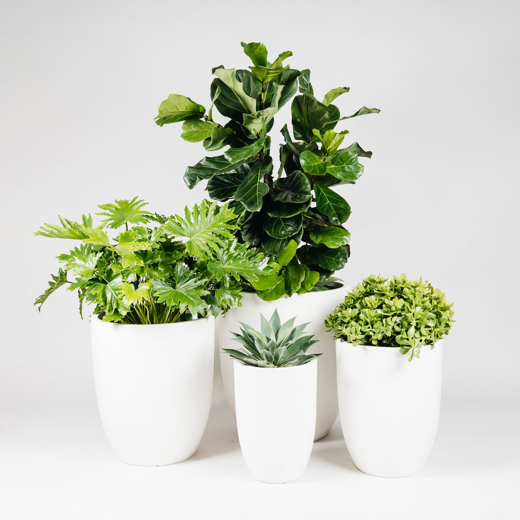 Pots & Planters Sydney Plant Co