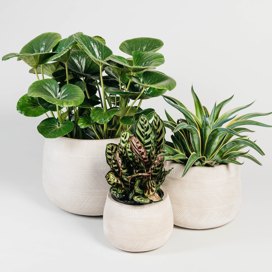 indoor plants sydney Sydney Plant Co Gift Card