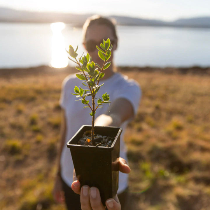donate money to plant trees Donate a Tree – Sydney Plant Co